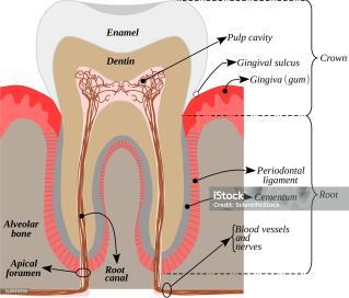 Endodontics